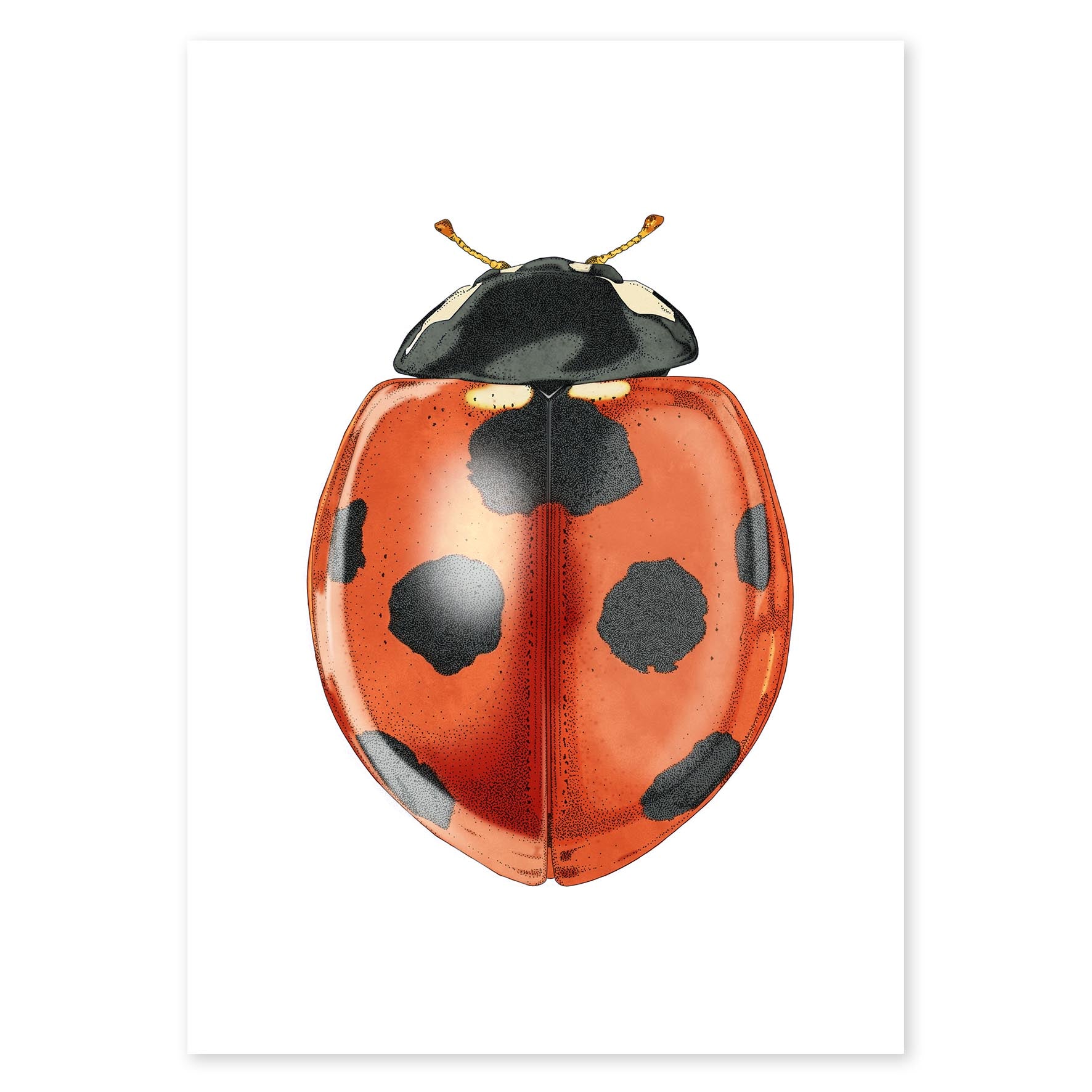 Lady bug - Fine Art Print - Rolling Panda